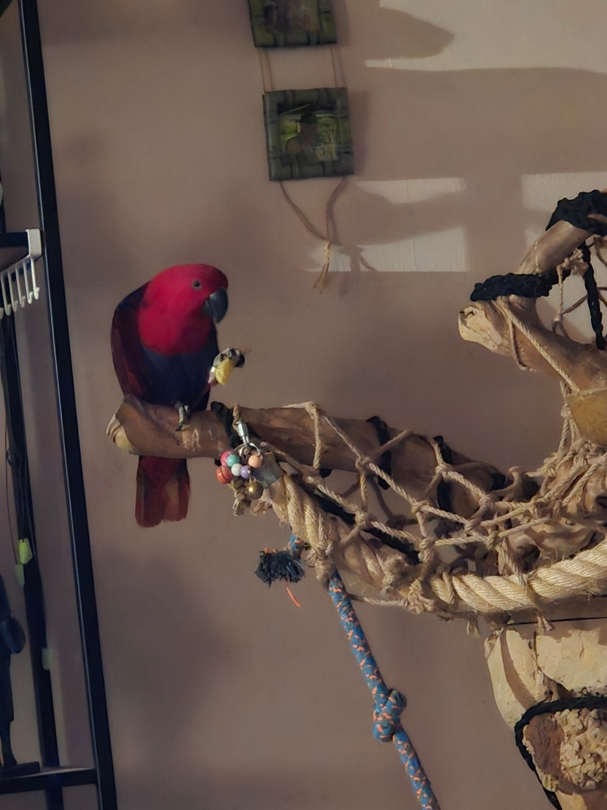 Edelpapegaai rood en blauw, Dieren en Toebehoren, Vrouwelijk, Papegaai, Pratend