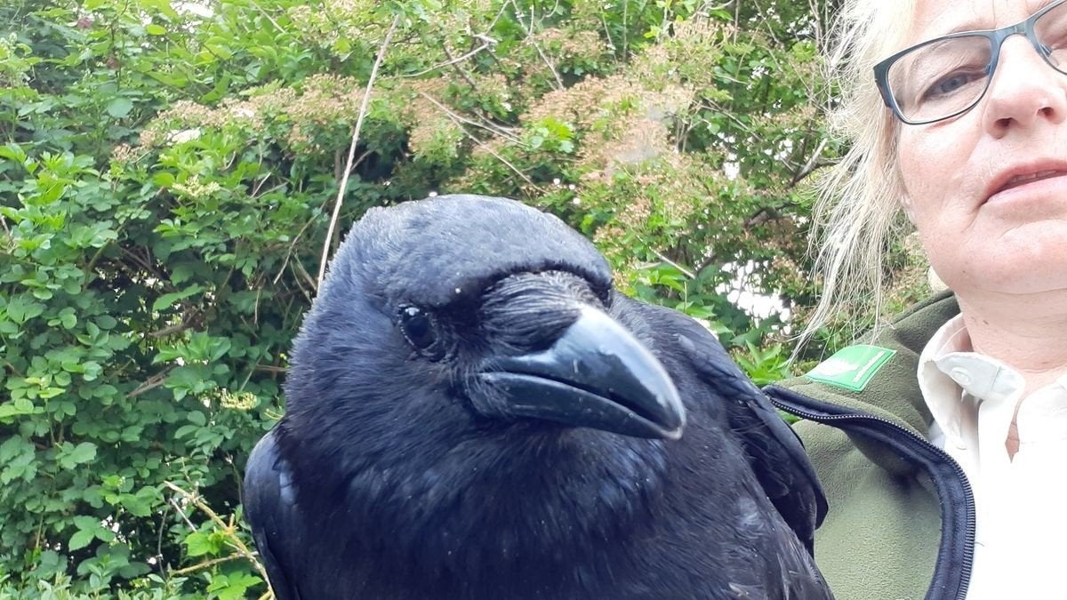 Opzoek naar raaf of kraai, Dieren en Toebehoren