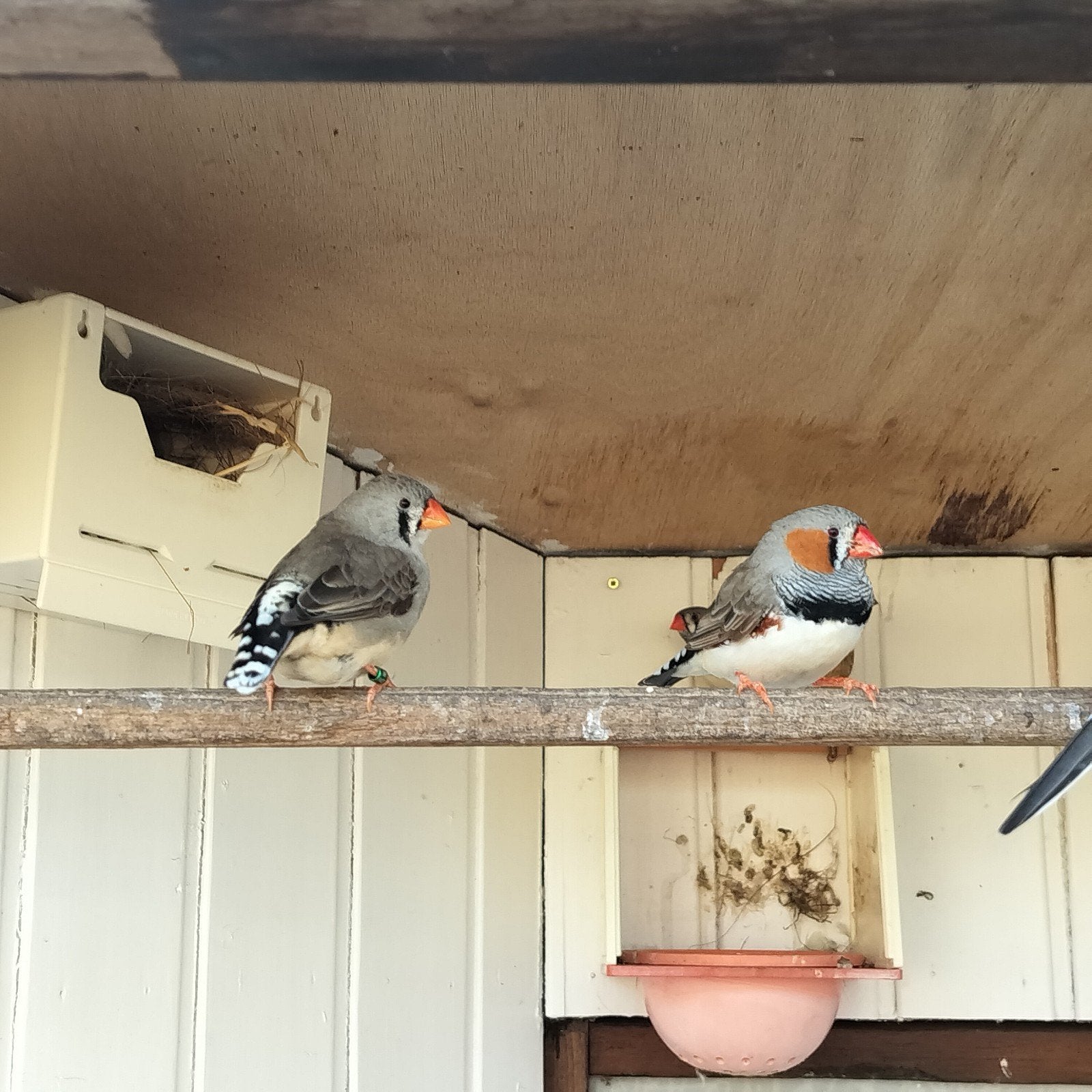 Jonge mans zebravinken, Meerdere dieren, Tropenvogel, Geringd