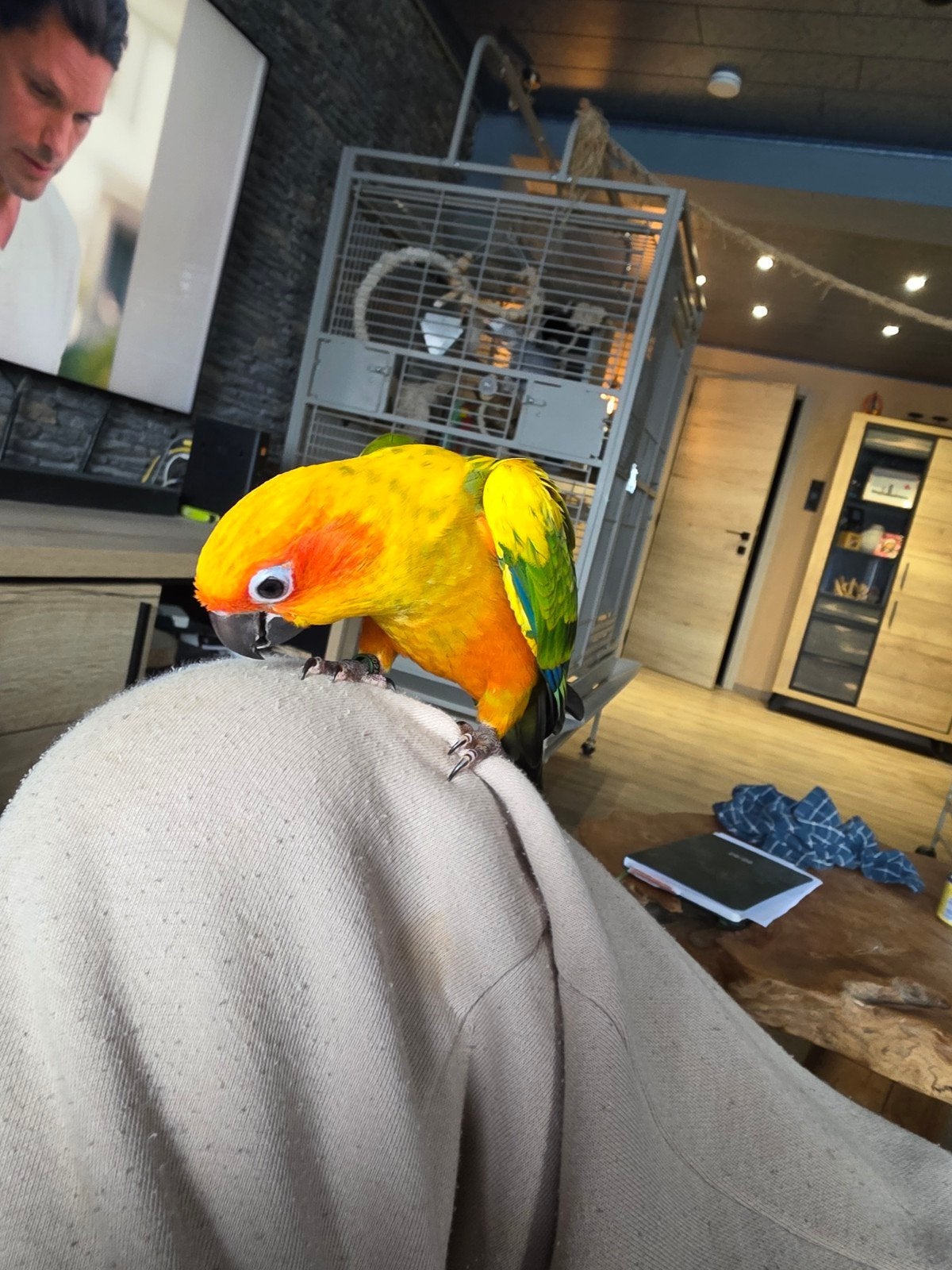 Conure soleil EAM, Animaux & Accessoires, Oiseaux | Perruches & Perroquets, Perroquet nain ou Inséparable, Femelle, Domestique