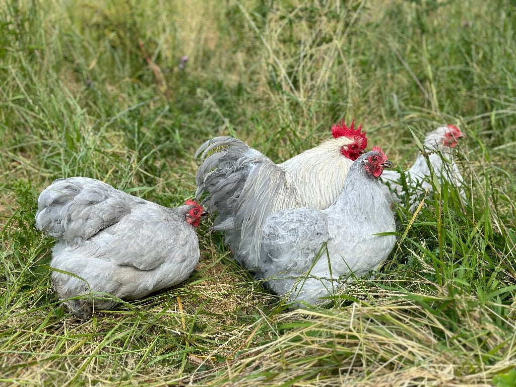 Jonge tamme Cochin kriel Parel grijs gesekst en ingeënt, Femelle, Poule ou poulet