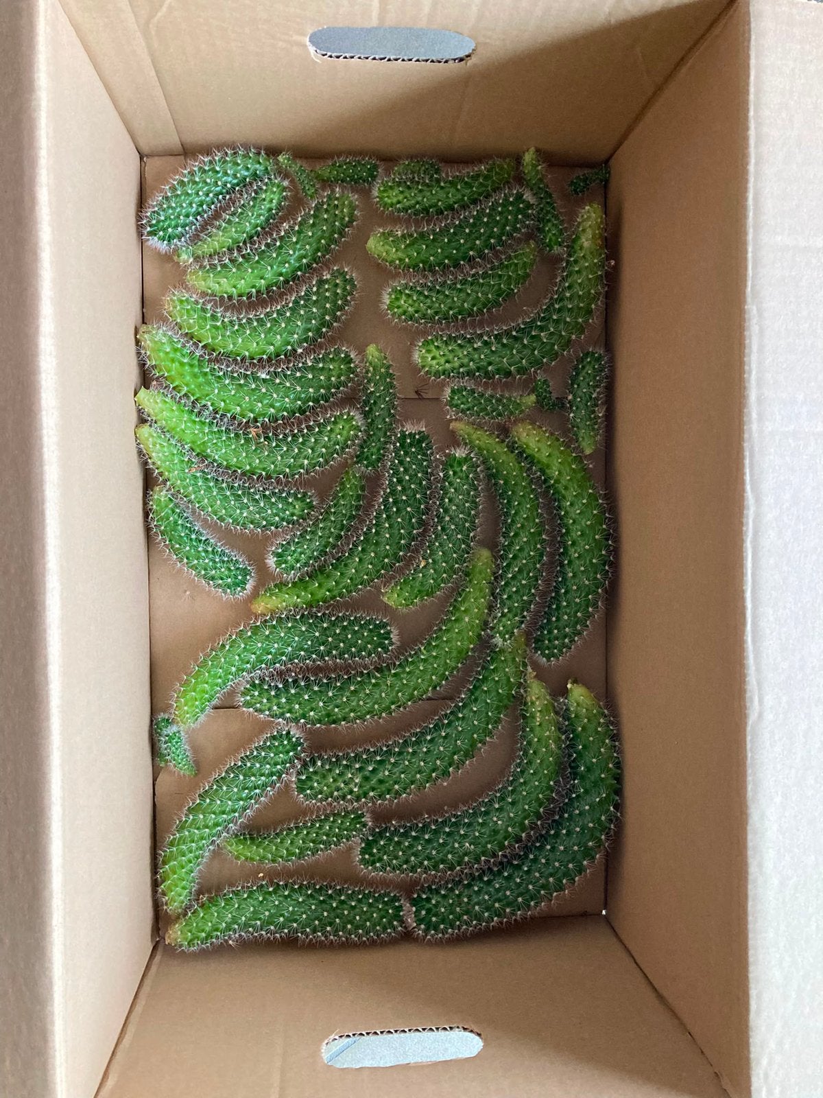 GRATIS. Cactus scheuten plant stekjes, Ophalen