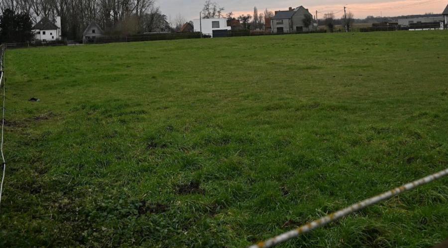 Weide 1ha te huur regio kortrijk, Pâturage, 2 ou 3 chevaux ou poneys