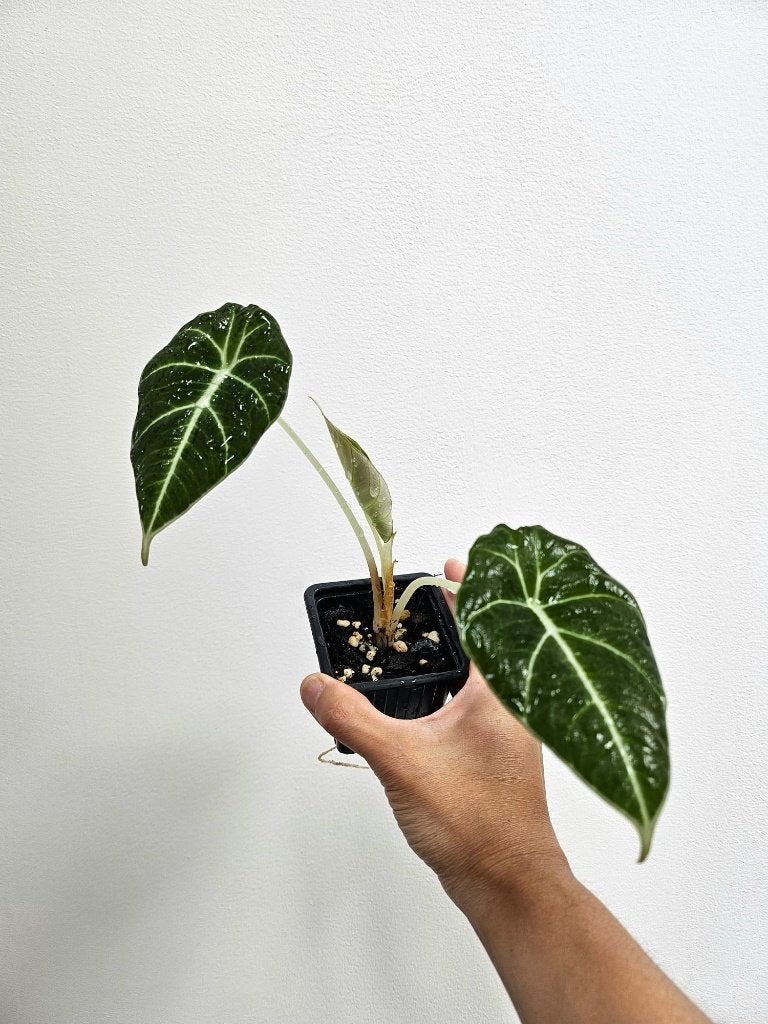 Alocasia Black Velvet #2, Maison & Meubles, Plantes d'intérieur, Autres espèces, Moins de 100 cm, Plante verte, Ombre partielle