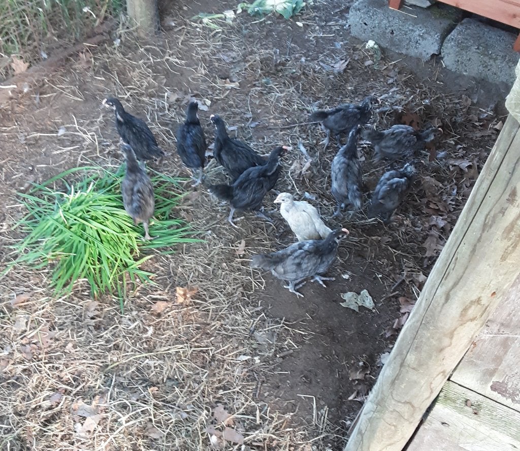 11 australorp kuikens, Dieren en Toebehoren, Pluimvee