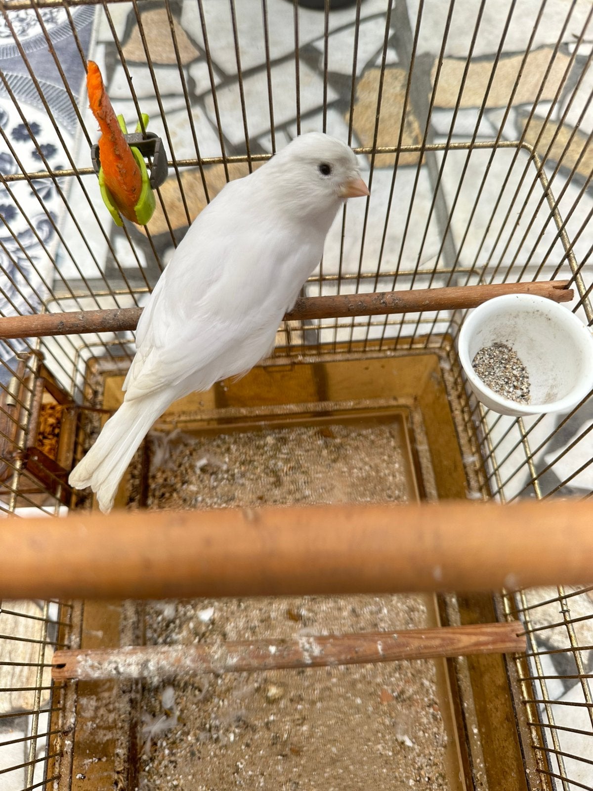 Kanarie 2024 man witte, Dieren en Toebehoren, Mannelijk
