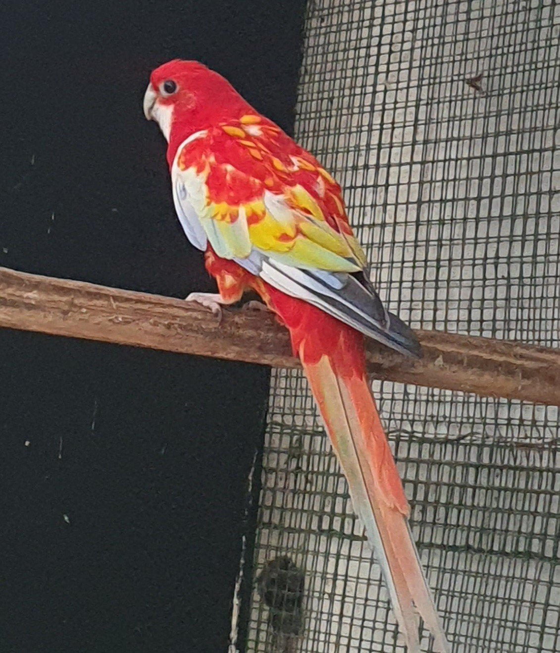 koppel rosella's, Plusieurs animaux, Perruche, Bagué