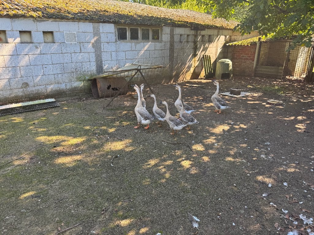 Jonge knobbelganzen, Dieren en Toebehoren, Meerdere dieren, Gans of Zwaan
