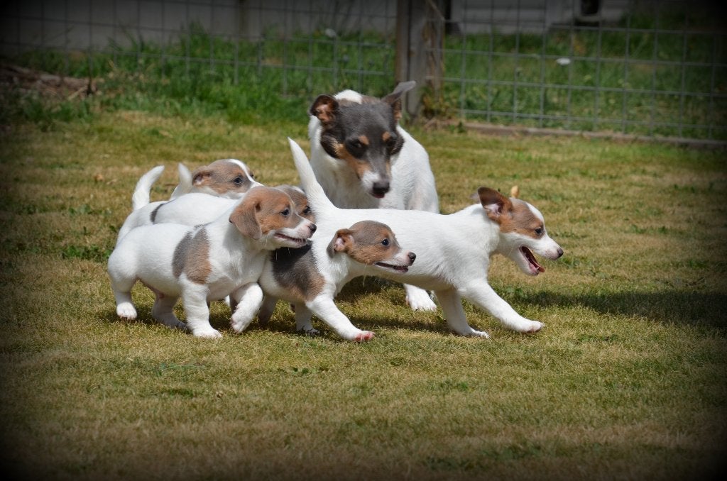 Jack Russell pups, Dieren en Toebehoren, Honden | Jack Russells en Terriërs, Parvo, België, Jack Russell Terriër, 8 tot 15 weken