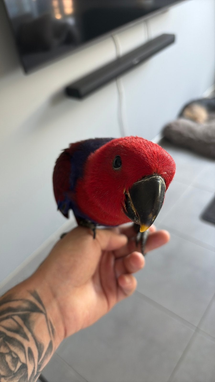 Edelpapegaai vrouw, Dieren en Toebehoren, Papegaai, Tam