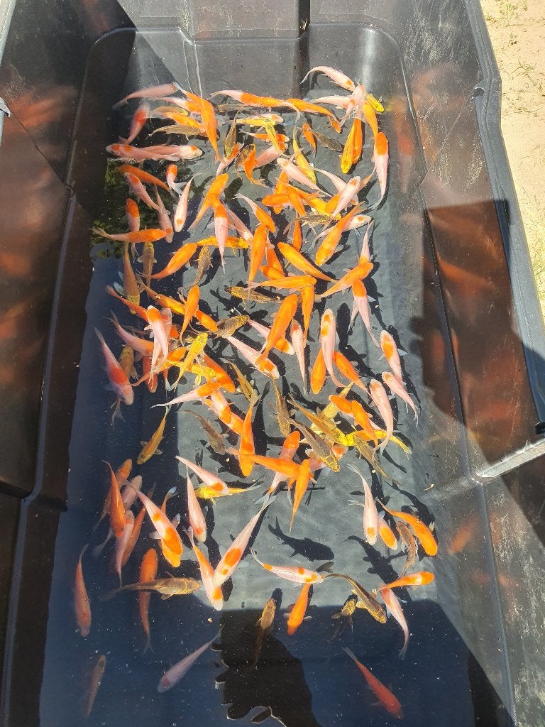 KOI TE KOOP – LAATSTE VOORRAAD 200 STUKS (3–9 CM) €3/STUK, Karper of Koi