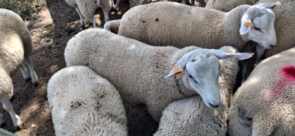 Mooie ramlammeren te koop zowel voor fok als slacht, Dieren en Toebehoren, Schapen, Geiten en Varkens, Mannelijk, Schaap, 0 tot 2 jaar
