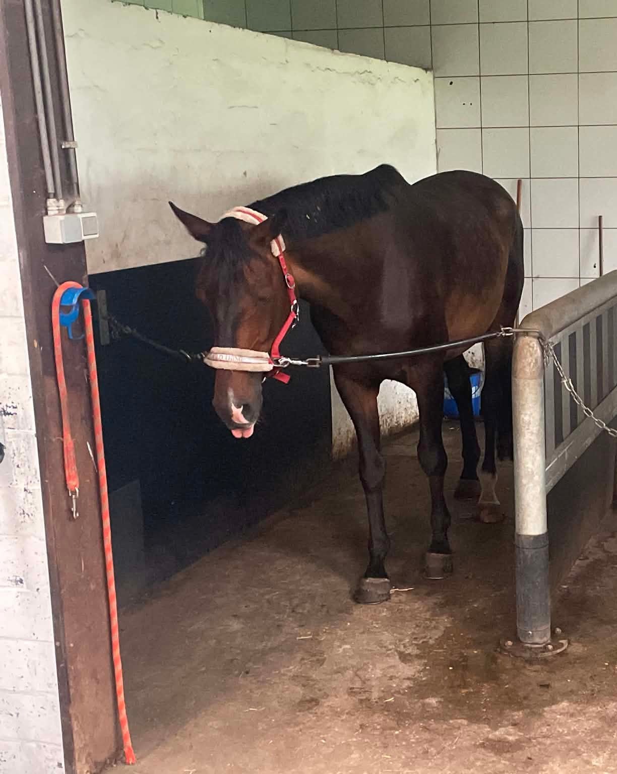 Weidemaatje/adoptie aangeboden, Enlèvement, Comme neuf