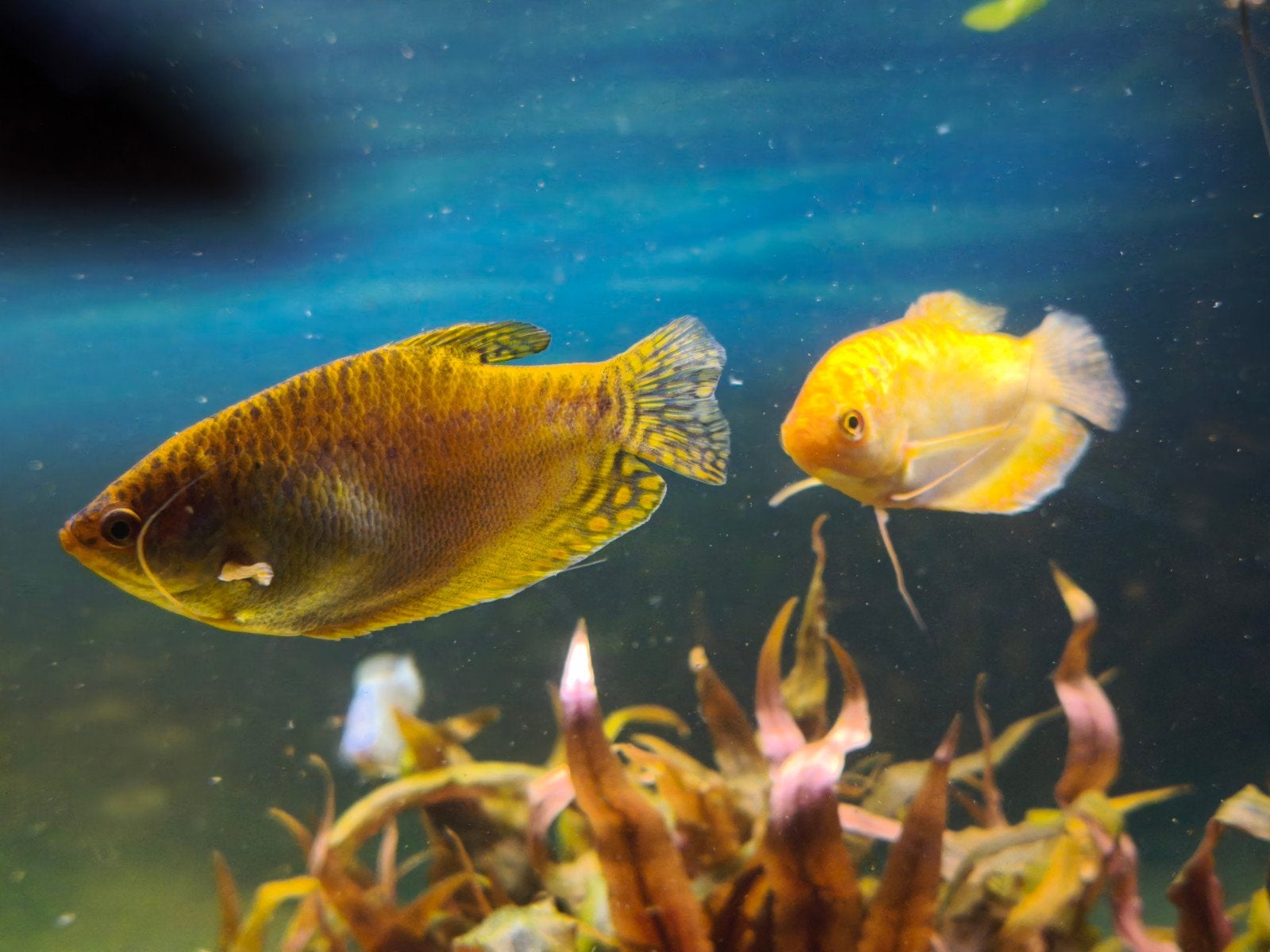 Gouden gourami's, Animaux & Accessoires, Poisson, Poisson d'eau douce