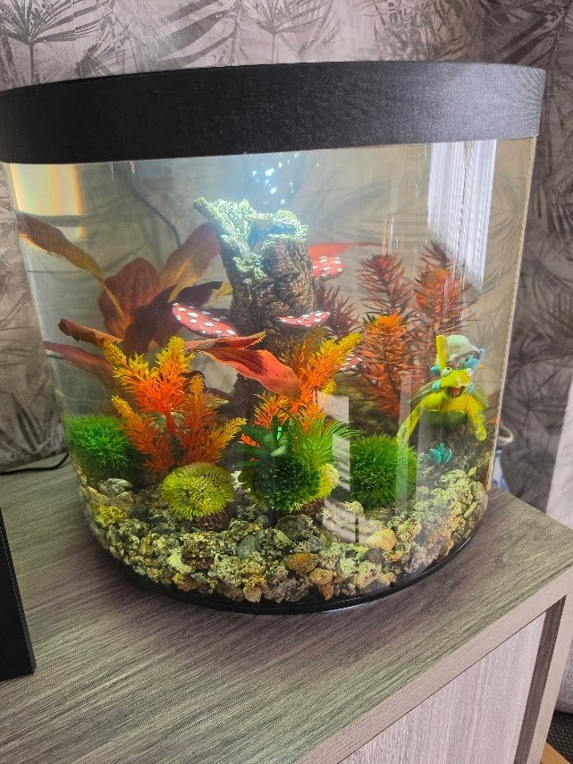 Biorb Tube 35 L, Animaux & Accessoires, Poissons | Aquariums & Accessoires, Plantes incluses, Aquarium d'eau douce rempli, Enlèvement