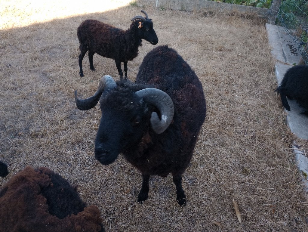 Quessant ram, Dieren en Toebehoren, Schapen, Geiten en Varkens, Mannelijk, Schaap, 0 tot 2 jaar