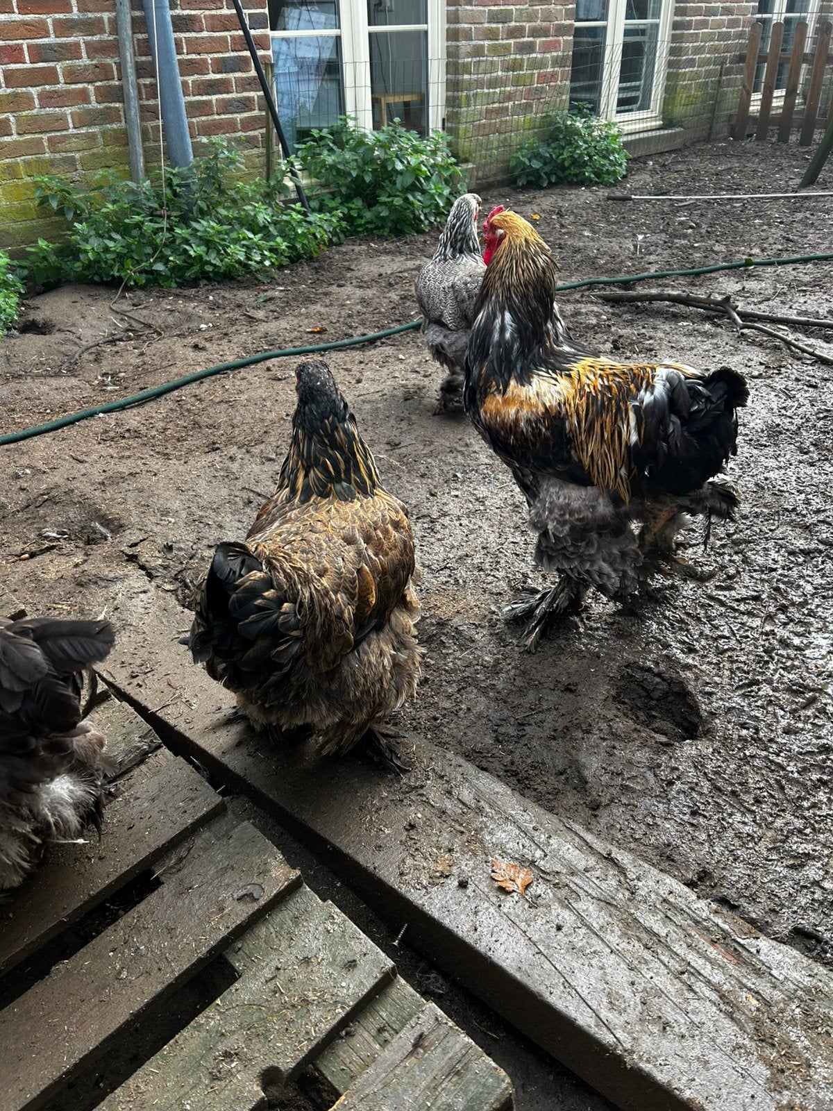 Brahma goud patrijs, Dieren en Toebehoren, Meerdere dieren, Kip