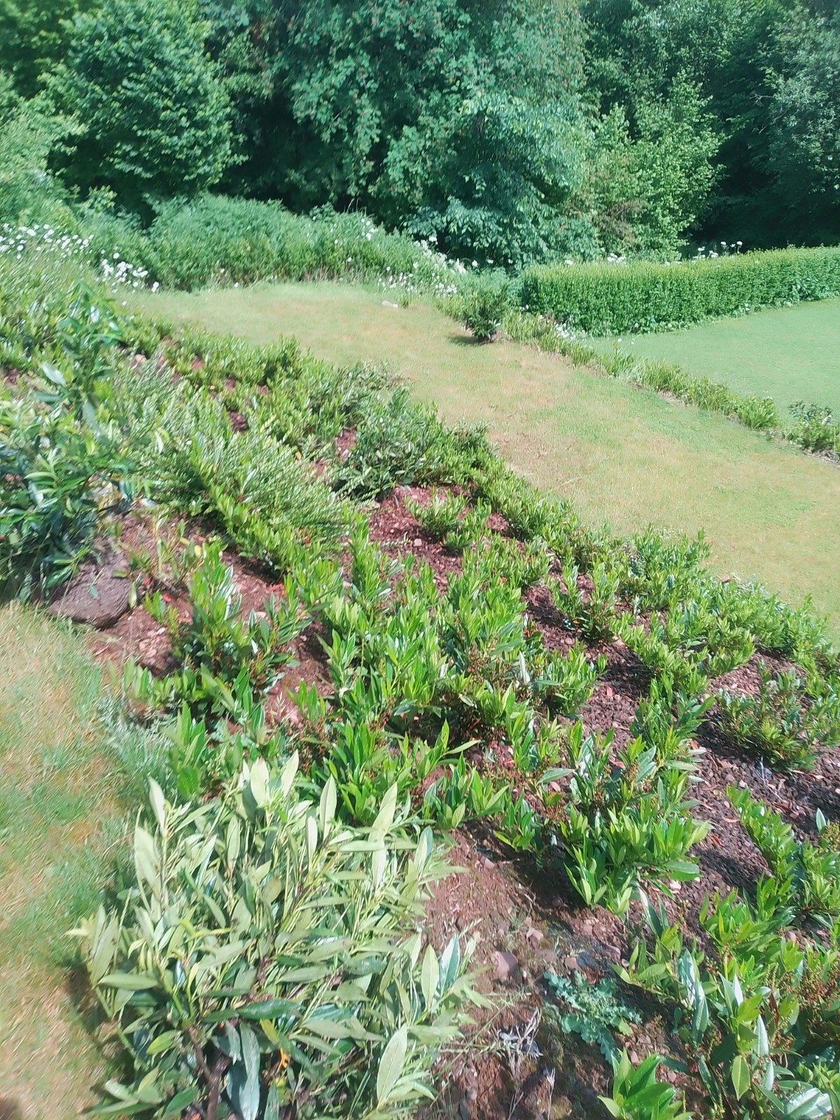 Aanplanten bodembedekker , 50/55cm, Jardin & Terrasse, Plantes | Arbustes & Haies, Enlèvement ou Envoi, Laurier, Arbuste, Moins de 100 cm