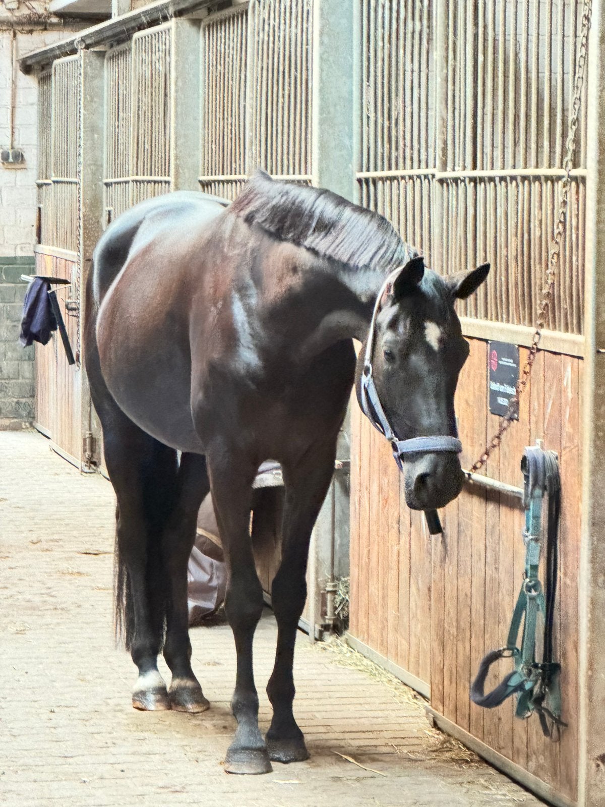 Jiment de dressage de 5 ans, Animaux & Accessoires, Chevaux & Poneys | Autres trucs de cheval, Enlèvement ou Envoi, Dressage