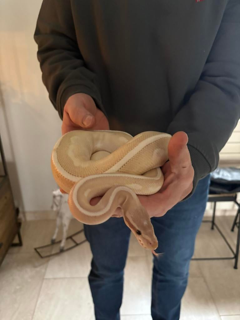 Witte koningspython, Serpent