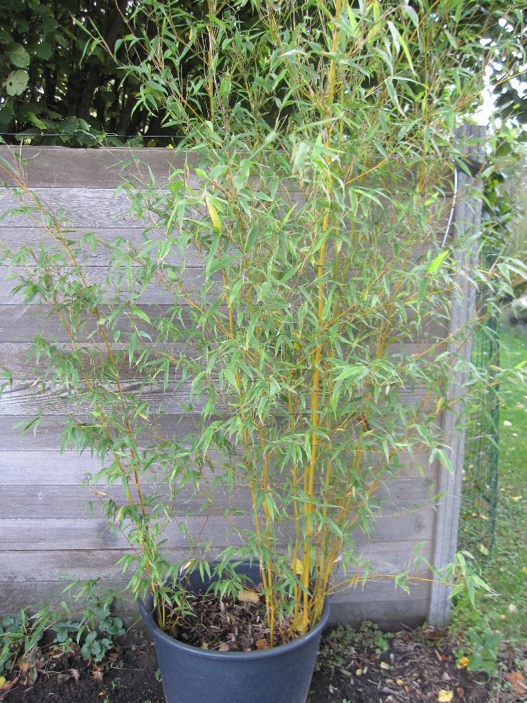 bamboe planten, Ophalen, Vaste plant