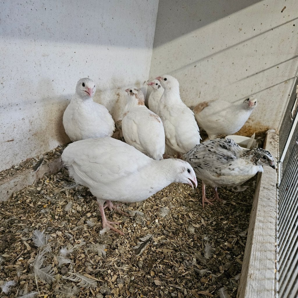 japanse kwartels te koop, Plusieurs animaux, Autres espèces