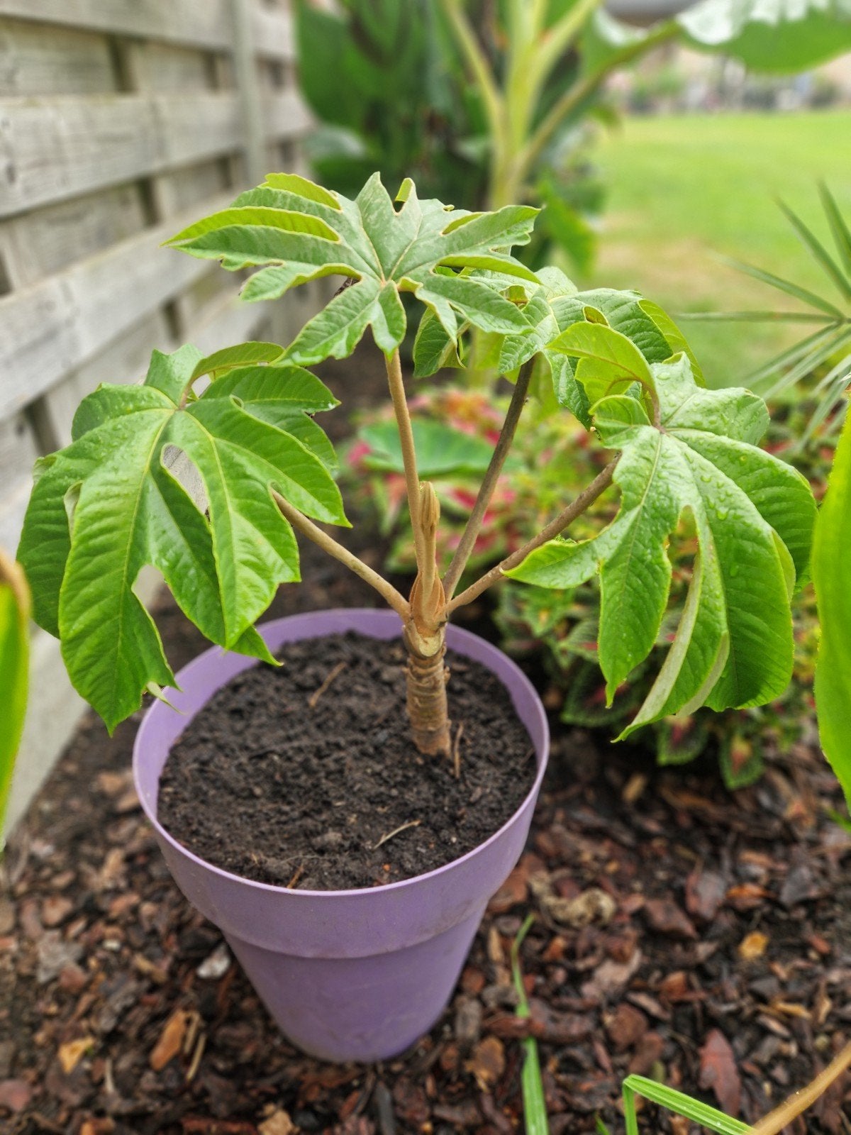 Tetrapanax papyrifera ( goed geworteld ), Tuin en Terras, Ophalen, Winter, Vaste plant, Overige soorten