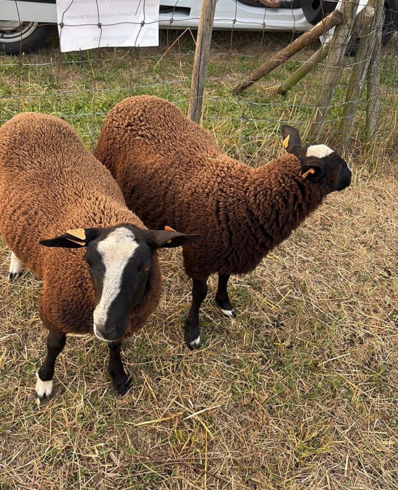 Agneaux béliers noirs et bleus, Mâle, Mouton