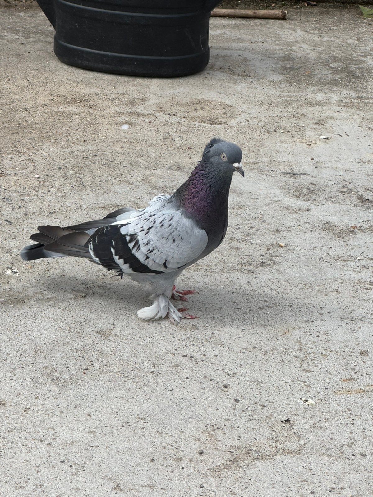 Takla duiven, Dieren en Toebehoren, Vogels | Duiven