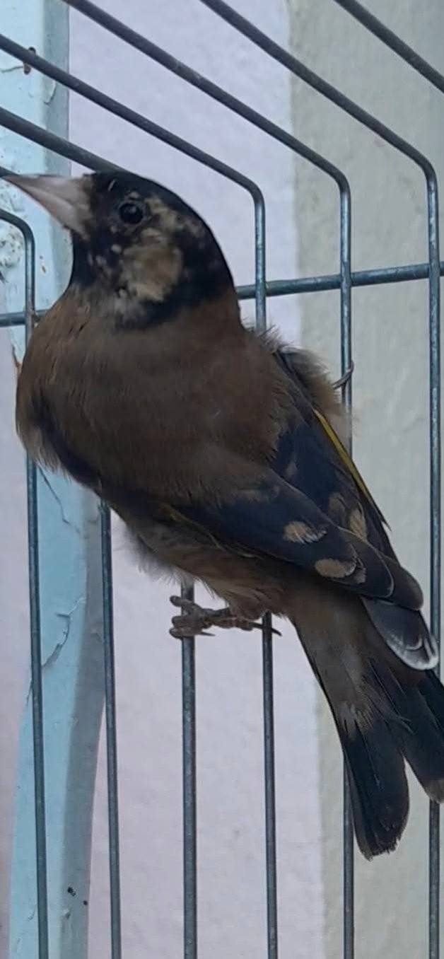 Mannelijke parva distelvink