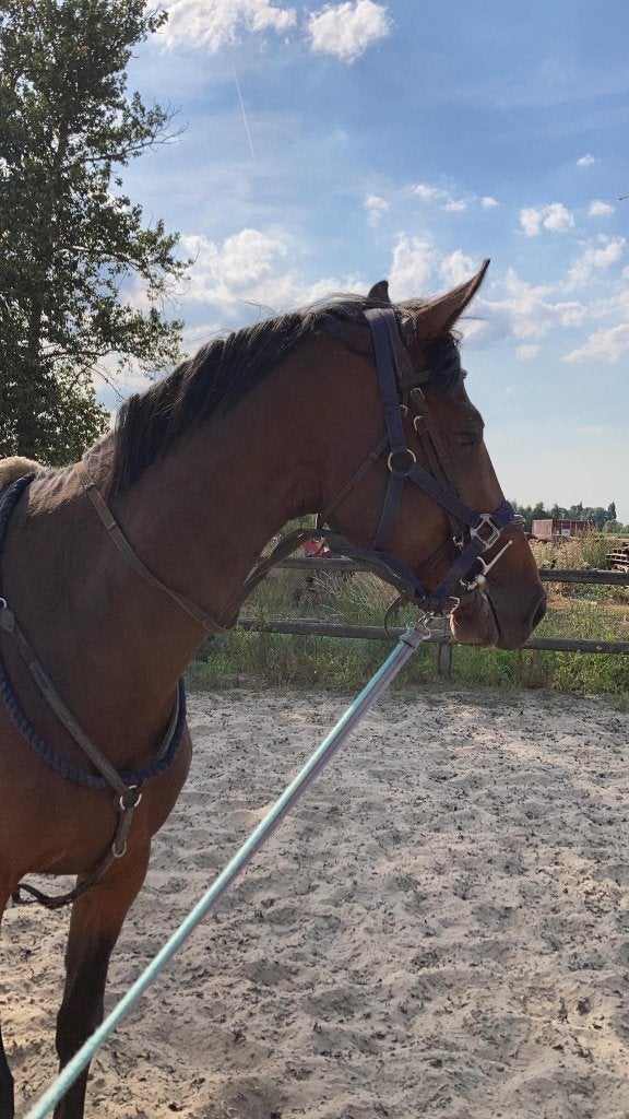 Opleiden (jonge) paarden, Dieren en Toebehoren, April, Meerdere dieren