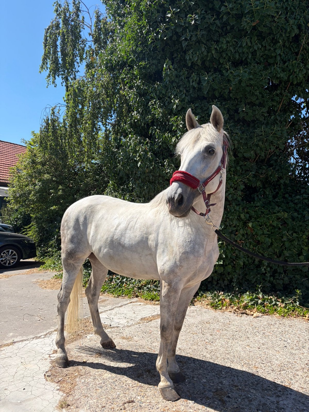 Knappe Spaanse PRE ruin, Dieren en Toebehoren, Paarden, Ruin, Dressuurpaard, 3 tot 6 jaar, L