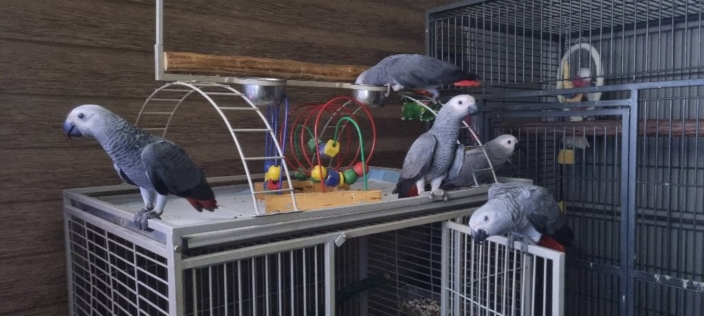 Gabonees grijs, Meerdere dieren, Papegaai, Pratend