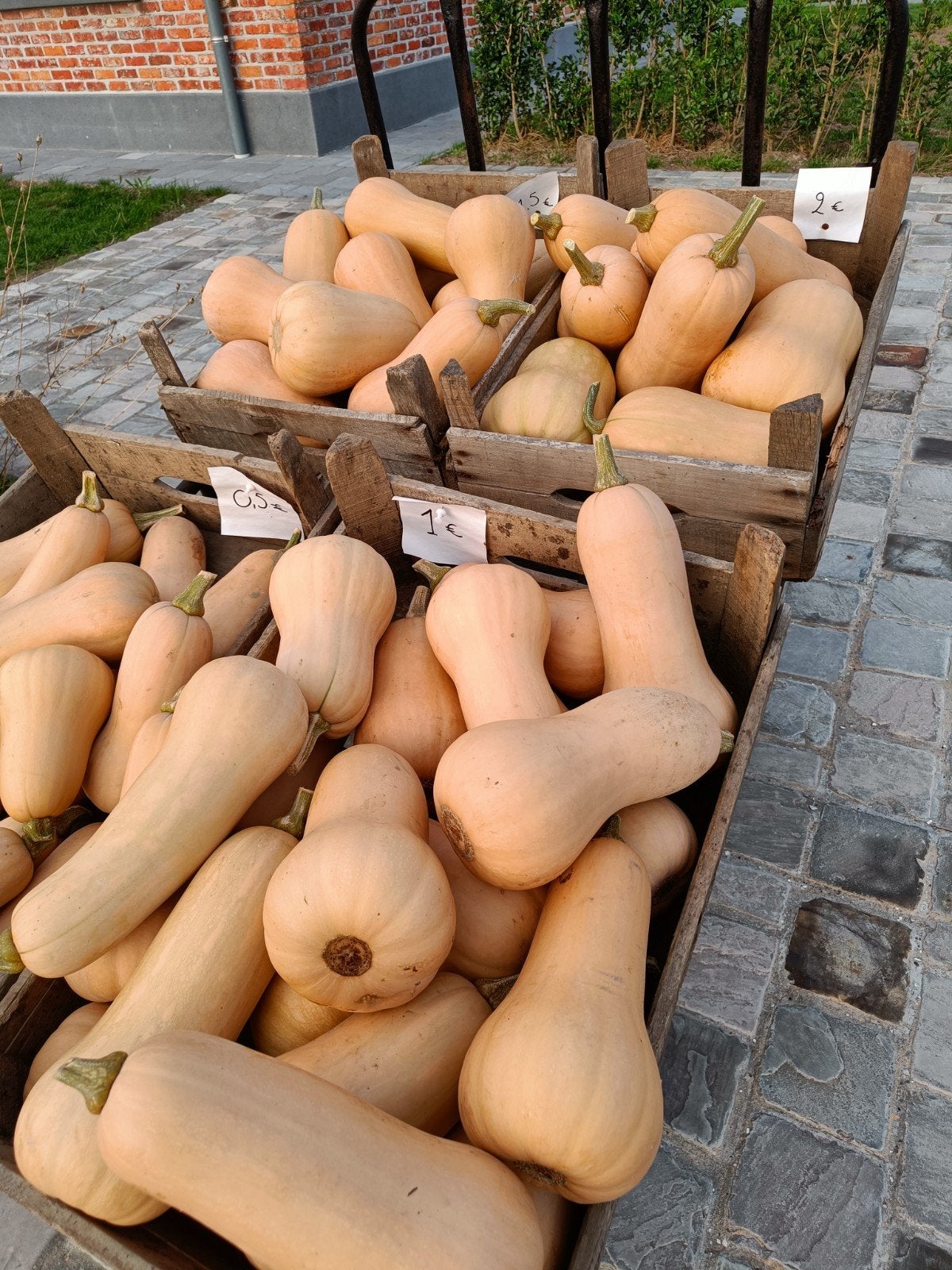 butternut pompoen, Tuin en Terras, Ophalen, Nieuw