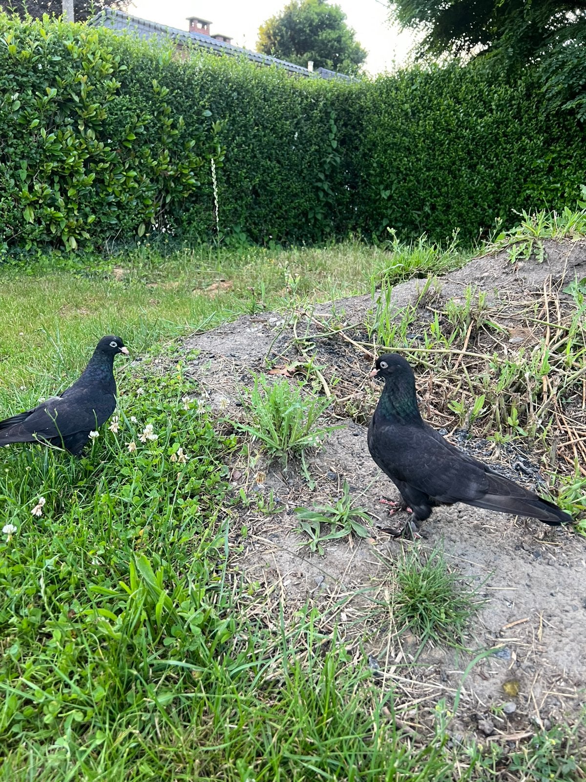 Pigeons, Enlèvement