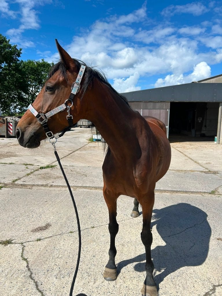 Vita, Dieren en Toebehoren, Paarden, Minder dan 160 cm, Zadelmak, 3 tot 6 jaar, Recreatiepaard