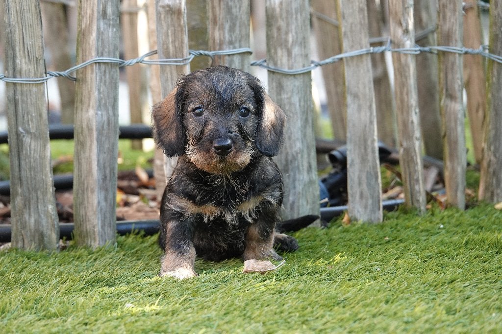 Chiots Teckel nains à poil dur, avec pedigree, 15 semaines à 1 an, Maladie de Carré (chiens), Éleveur | Professionnel, Poils durs