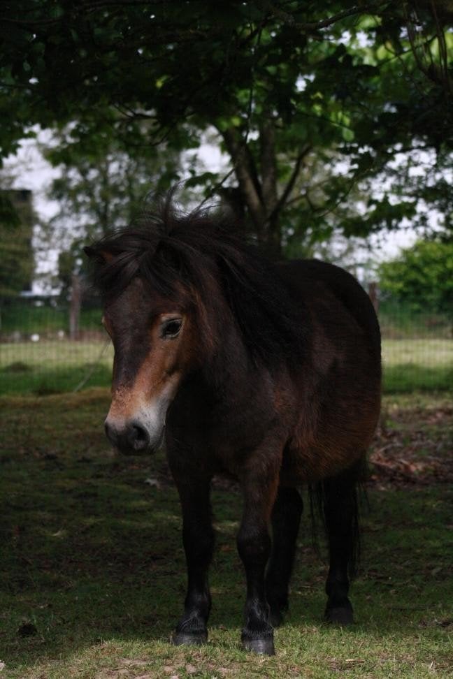 super lieve merrie en hengst, Jument, Non dressé, Avec puce électronique, 3 à 6 ans