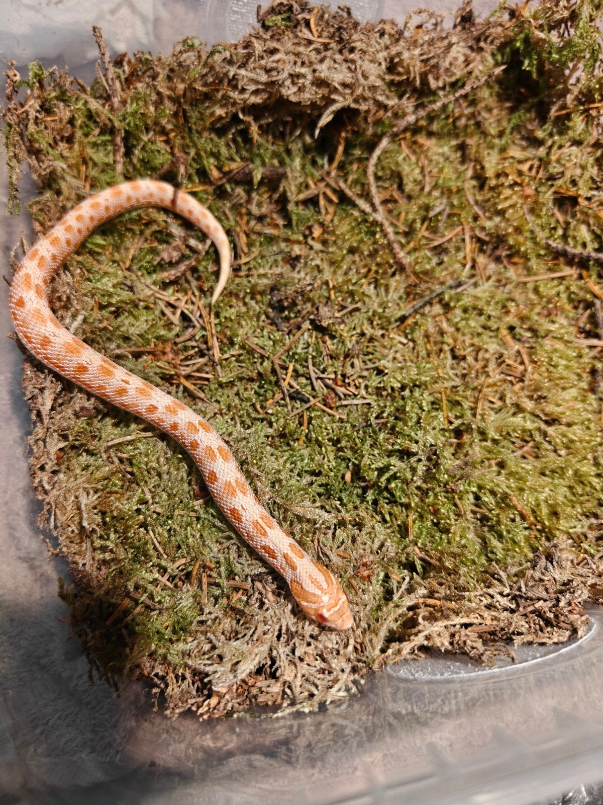 haakneusslang albino anaconda, Dieren en Toebehoren, Reptielen en Amfibieën, Slang, 0 tot 2 jaar