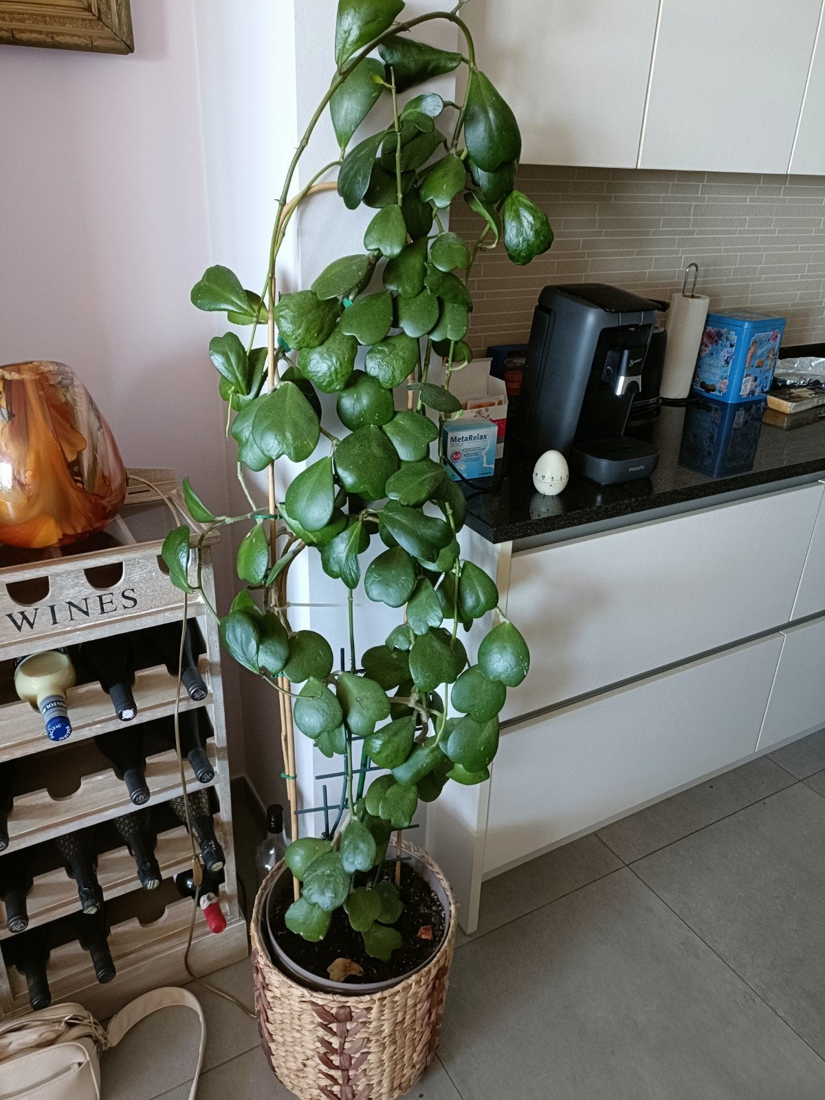 plante Hoya Kerii, Plante succulente, En pot, Enlèvement, 100 à 150 cm