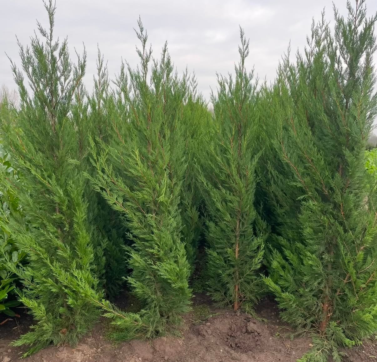 ‼️leylandii aan promoprijzen ‼️, Enlèvement