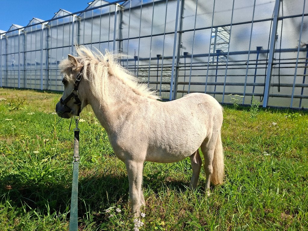 SUPER MOOI Palomino bont mini paardje merrie, Jument, Avec puce électronique