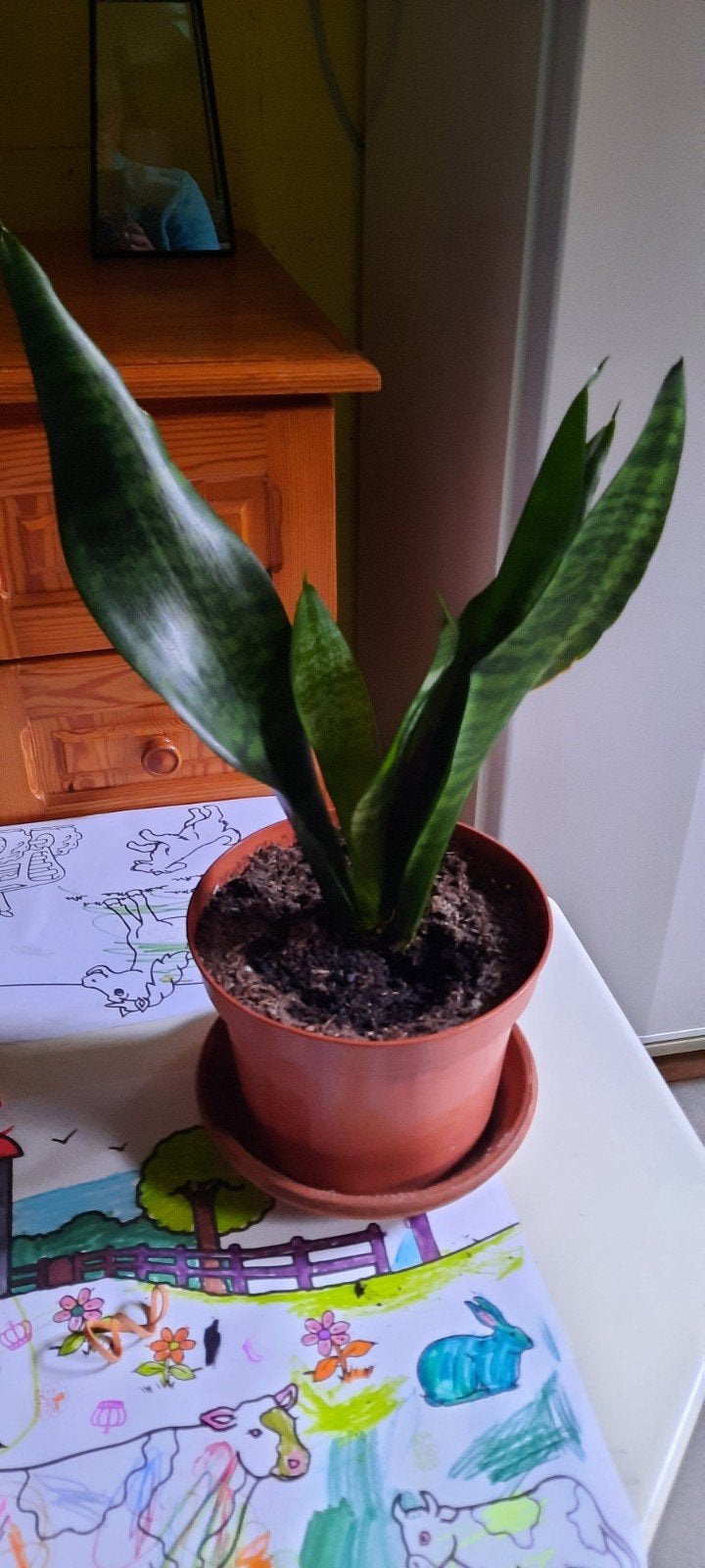 gezonde sanseveria's, Huis en Inrichting, Ophalen