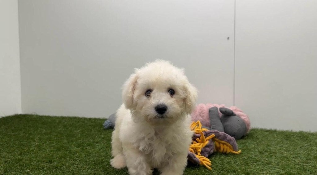 Chiots Bichon Frisé