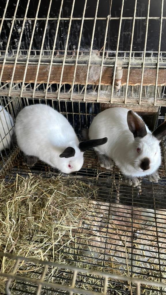Caleforeniane kunijnen, Dieren en Toebehoren, Konijnen