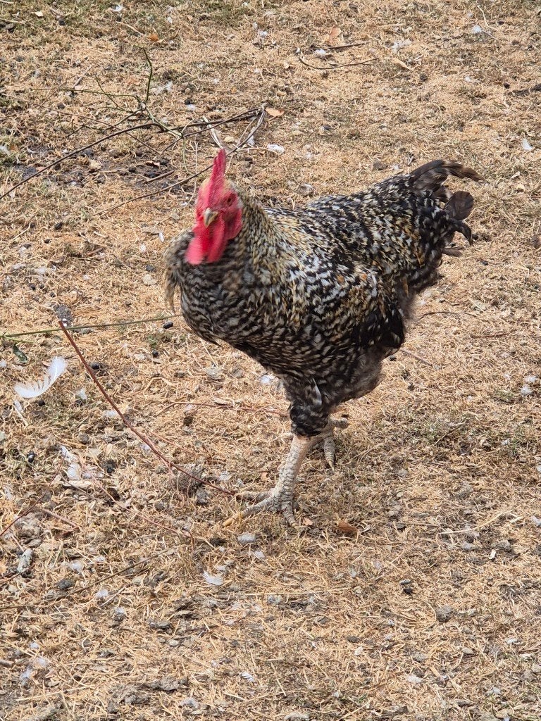 haan en jonge gans