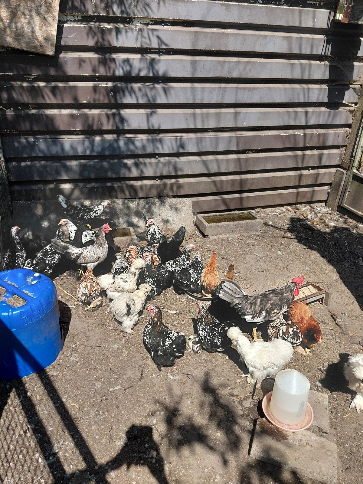 Trio leghorn bleu, Plusieurs animaux, Poule ou poulet