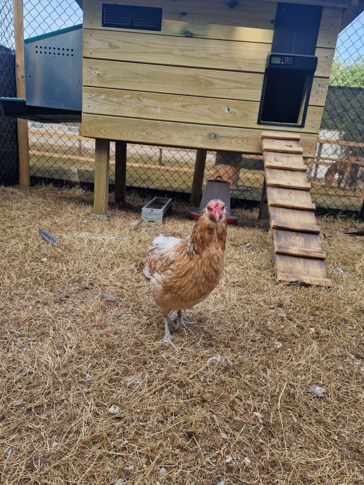 4 Araucana Hennen, Dieren en Toebehoren, Pluimvee, Kip