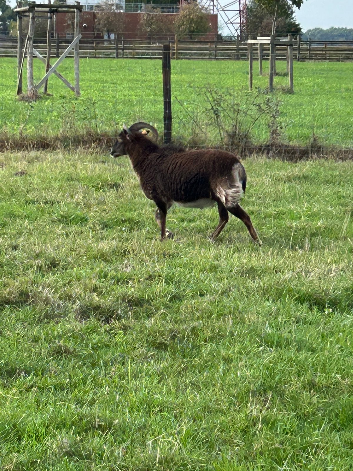 Soay ram gesneden (hamel), Animaux & Accessoires, Mâle, Mouton, 3 à 5 ans