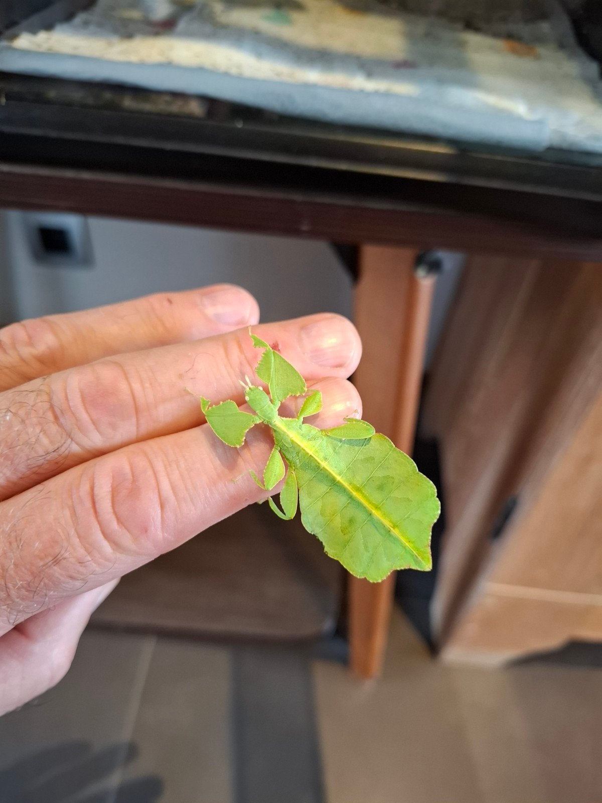 Wandelende bladeren, Animaux & Accessoires, Reptiles & Amphibiens, Autres espèces, 0 à 2 ans